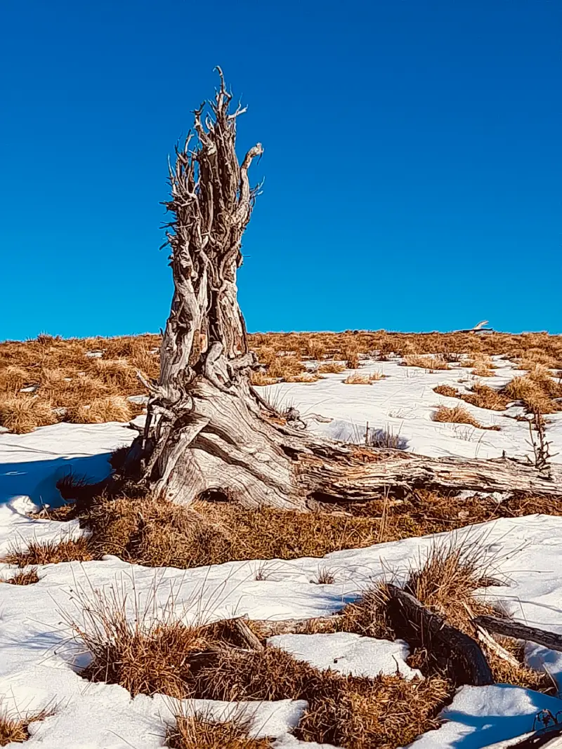 Baumstump auf schneebedeckter Wiese Ort für Traumaarbeit in Lenggries und Umgebung