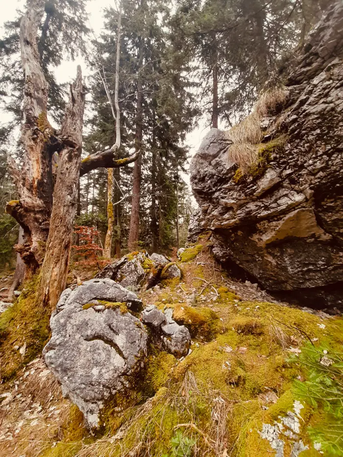 Felsbrocken im Wald Ort für Traumaarbeit in Oberbayern