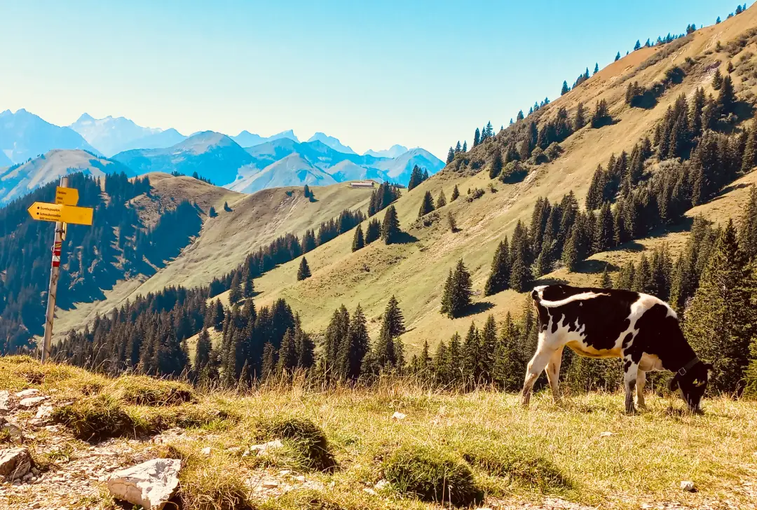 Kuh auf Weide in Oberbayern Ort für Traumatherapie in Natur
